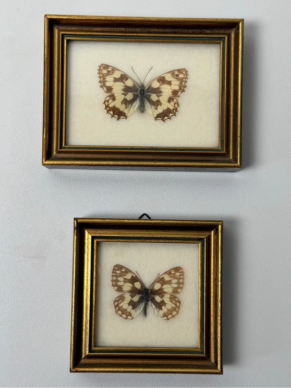 Marbled White Butterfly (Melanargia galathea) framed  2 pcs set Handmade Austria